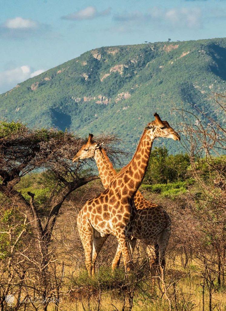 Lebombo Mountains