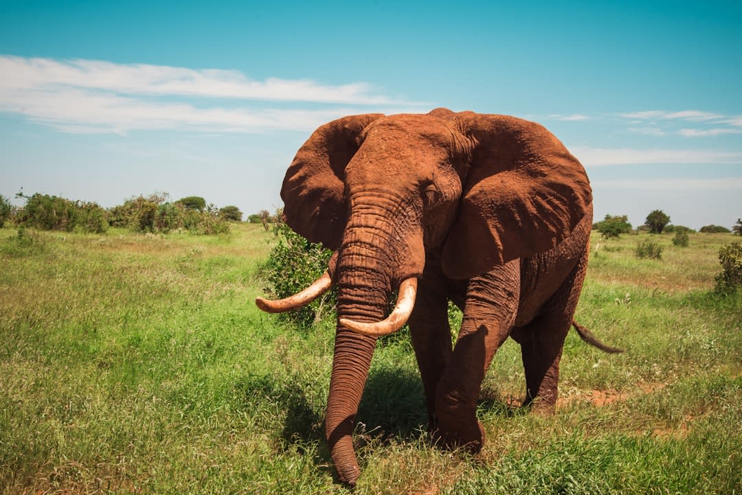 African Elephant Conservation in Kenya 2026: Status & Success