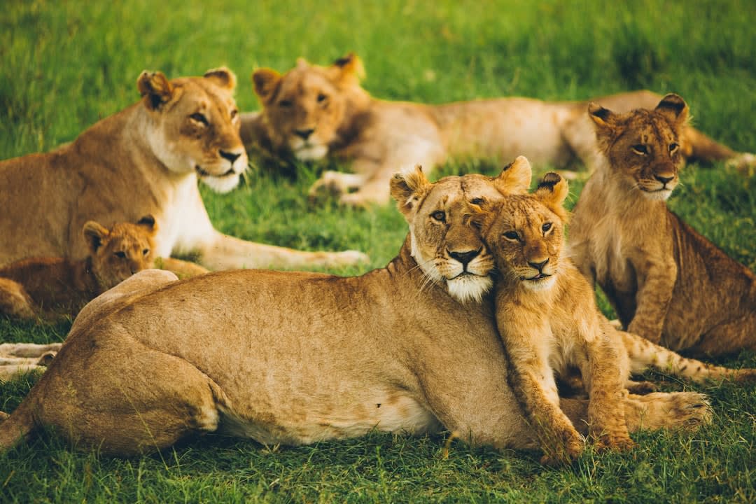 Lion Conservation in Kenya 2026: Status, Threats & Success
