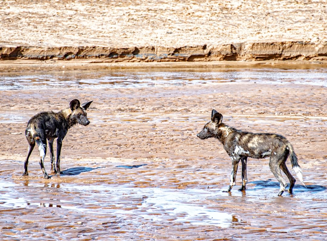 African Wild Dog Conservation in Kenya 2026: Status & Threats