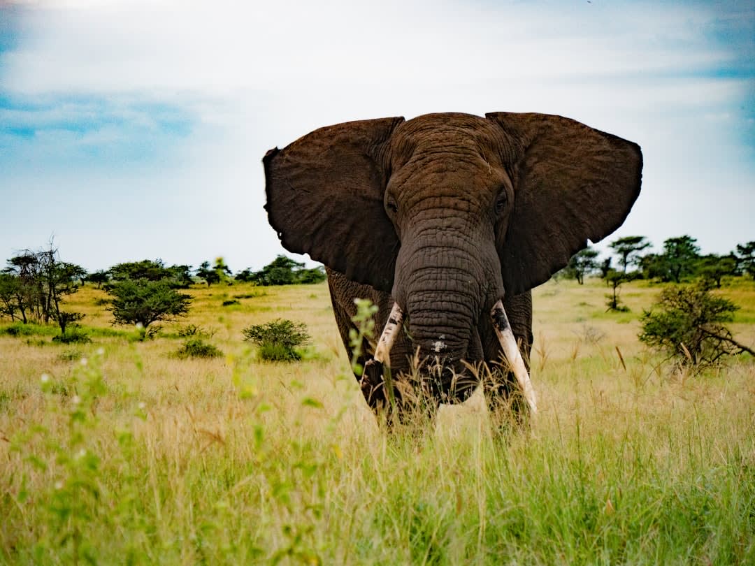 African Elephant Conservation in Tanzania 2026: Status & Efforts