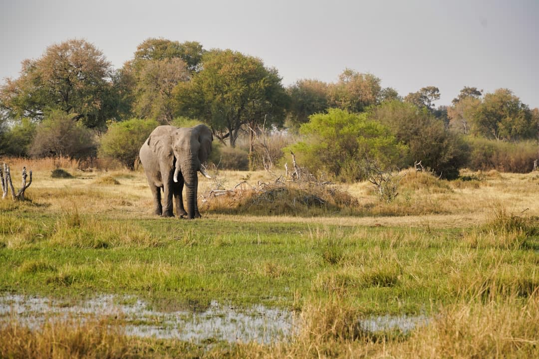Human–Wildlife Conflict in Botswana 2026: Status & Solutions