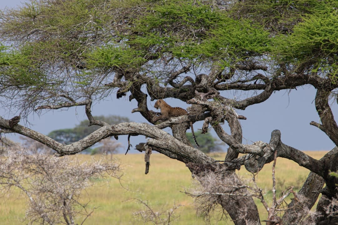 Mountain Gorilla Conservation in Tanzania 2026: Status & Efforts