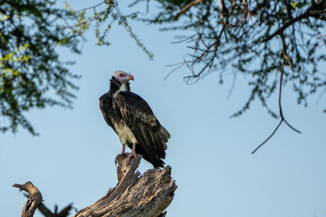 Vulture Conservation in Botswana 2026: Status & Action