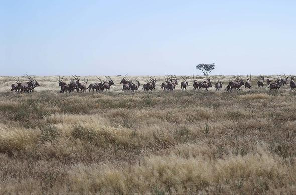 Gemsbok National Park