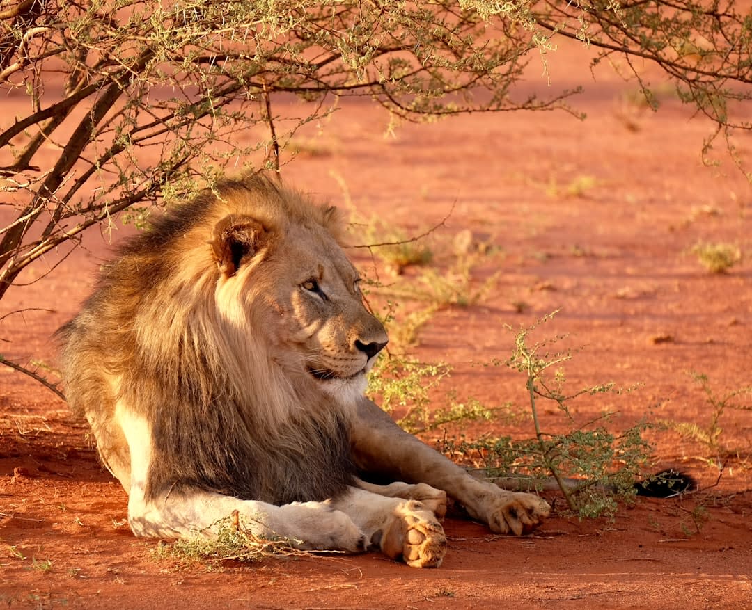 Lion Conservation in South Africa: 2026 Guide