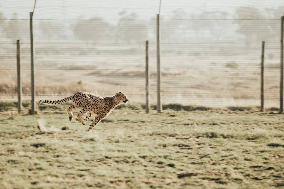 Cheetah Conservation in South Africa (2026): Status and Action