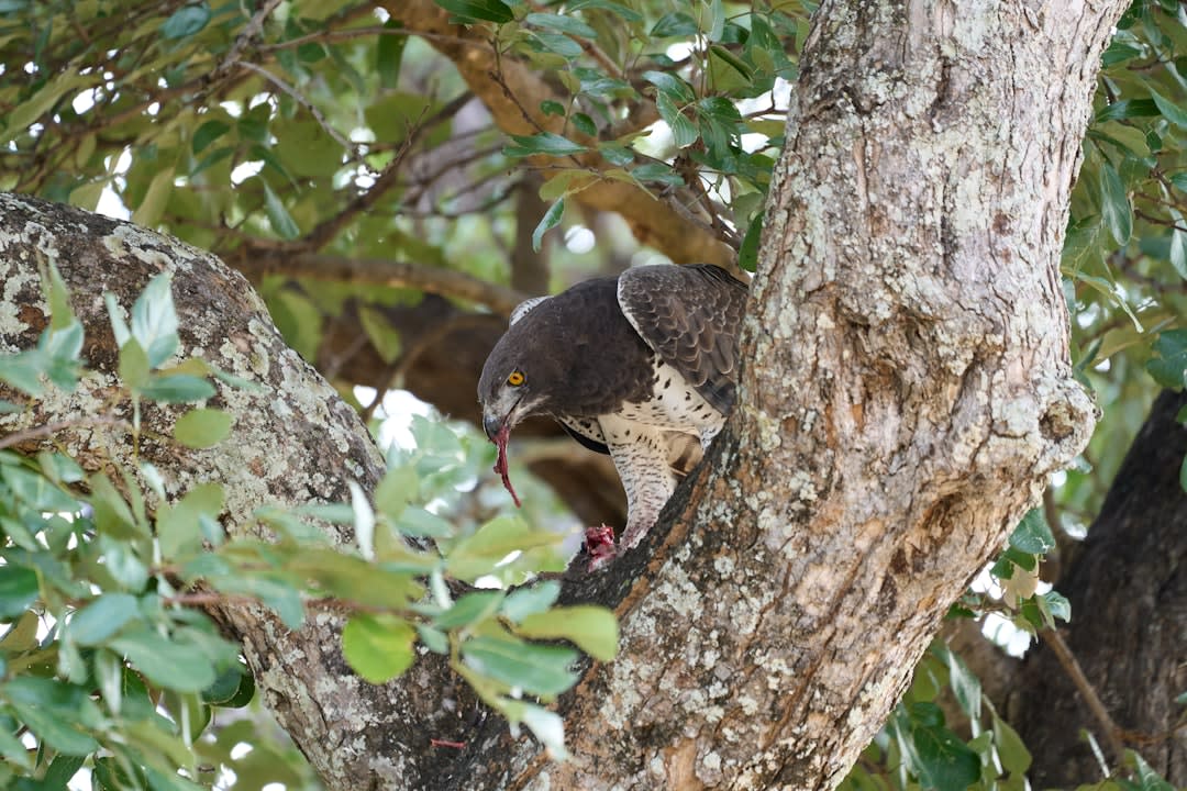 Pangolin Conservation in South Africa (2026): Status and Action