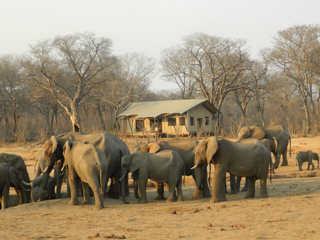 Zimbabwe Safari Parks: Hwange or Mana Pools in 2026?