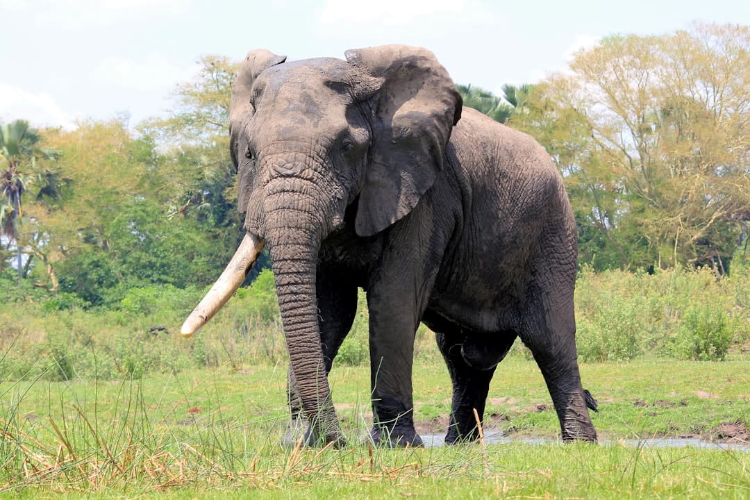 Malawi Safari Parks: 5 Best Reserves for Wildlife in 2026