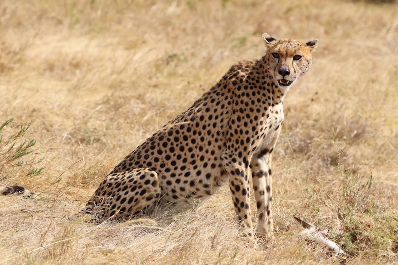 5天浪漫坦桑尼亚奢华Safari之旅