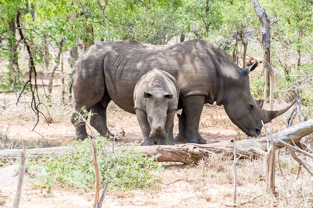 Phuzumoya