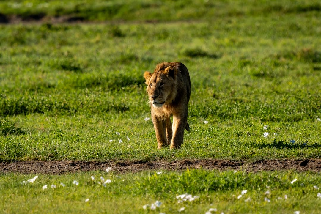 Ngorongoro Crater 2027 Tour Fees: Packages Compared