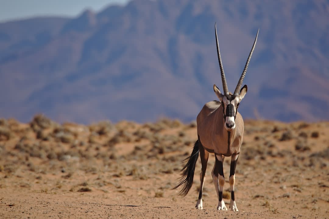Wildlife Corridors & Habitats in Namibia (2026) Conservation Guide