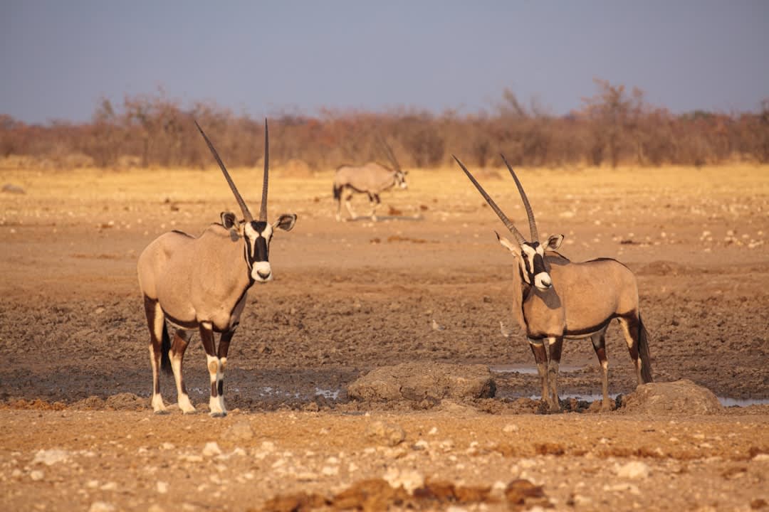 Namib-Naukluft National Park Safari Prices & Booking 2027