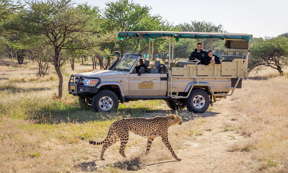Cheetah Conservation Fund