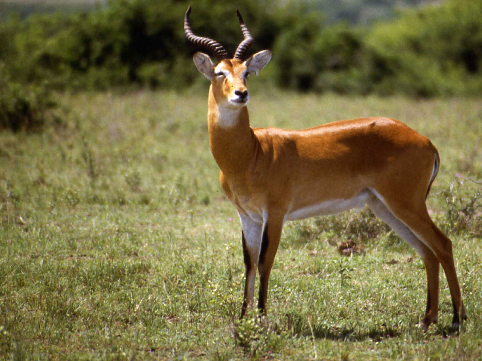 Ajai Wildlife Reserve