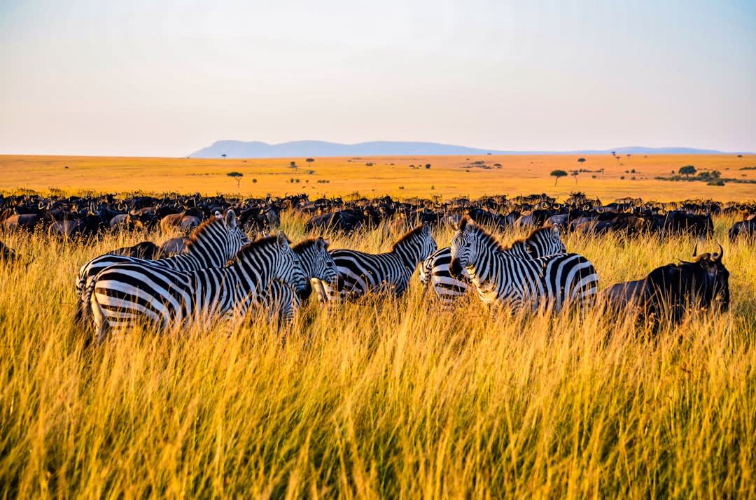 从JKIA出发的Nairobi National Park之旅:2027年价格与预订