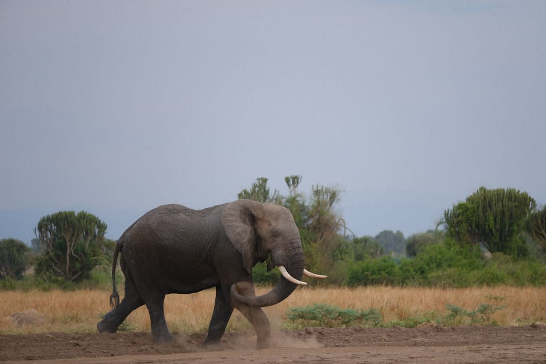 Conservation de l'éléphant d'Afrique en Ouganda (2026) : menaces et rétablissement