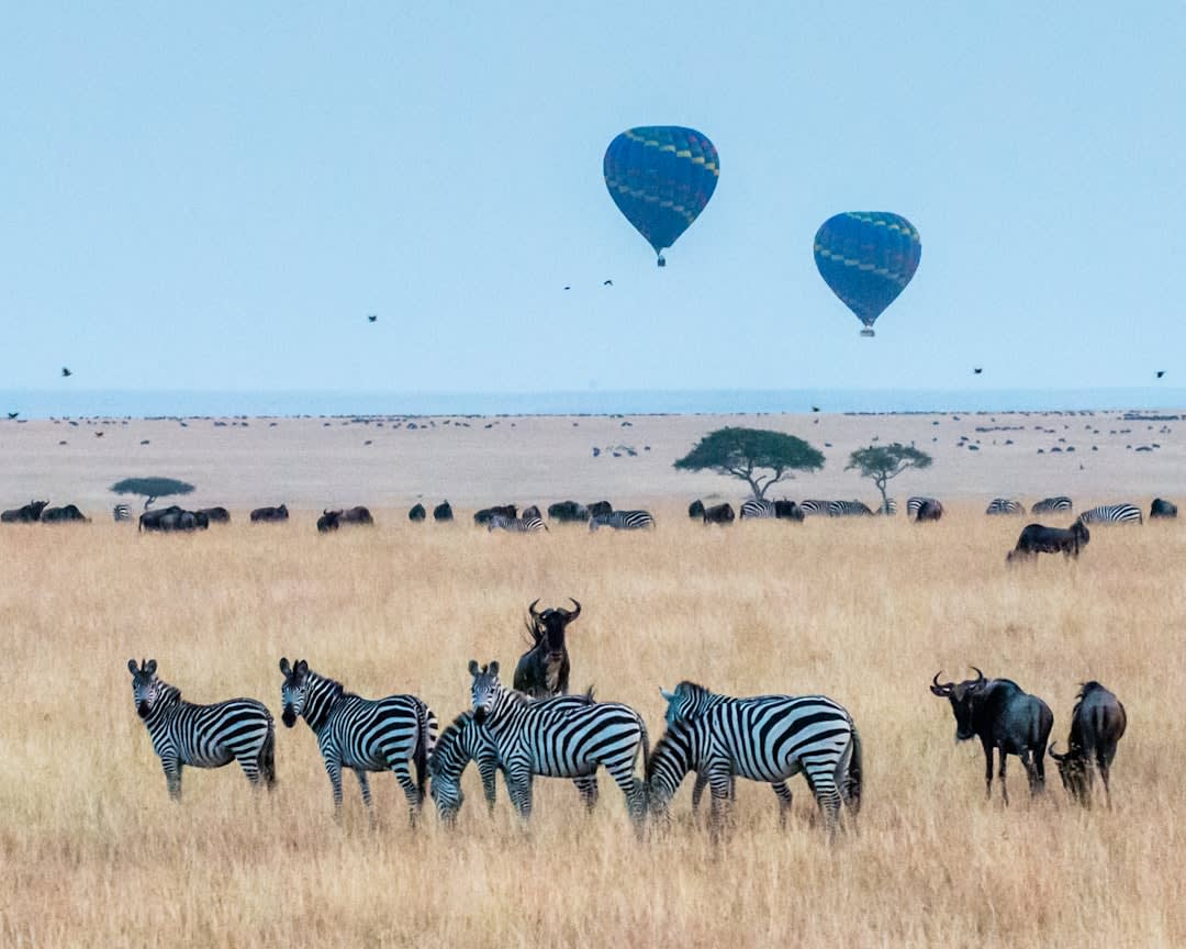 Maasai Mara Balloon Safari Prices 2027: Compare Packages