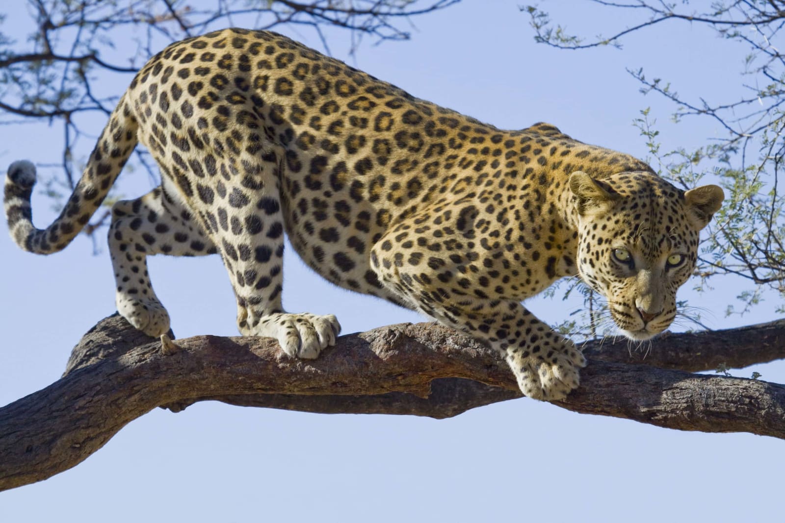 5天浪漫坦桑尼亚 safari：Tarangire、Ngorongoro 与 Serengeti