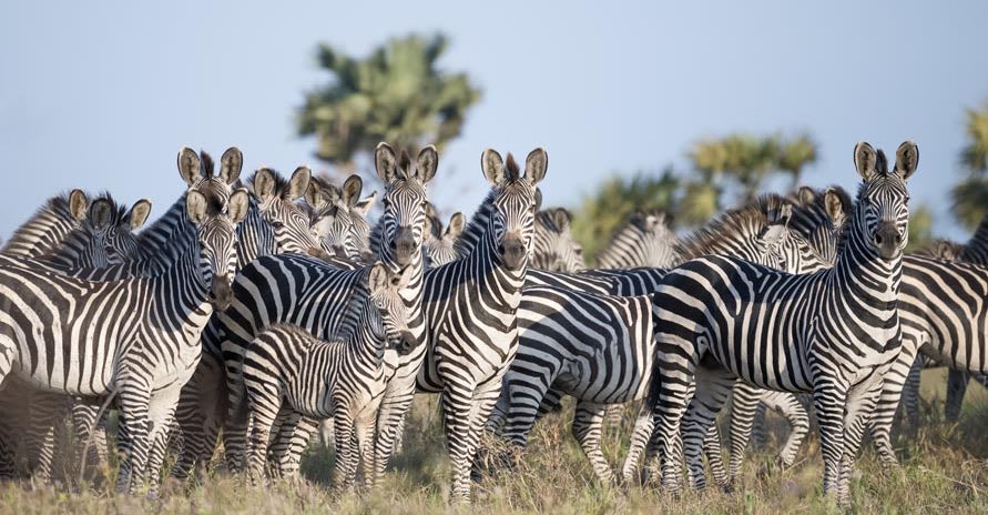 Marromeu National Reserve