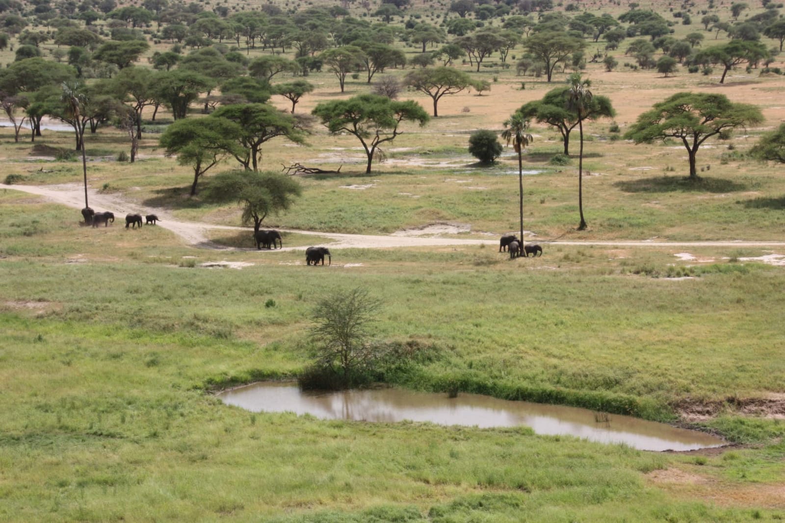 4天飞入式坦桑尼亚 safari：Tarangire、Serengeti 与 Ngorongoro