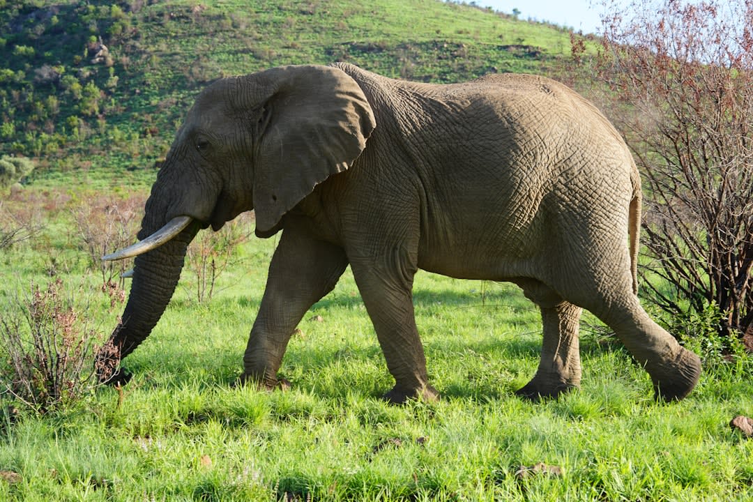 African Elephant Conservation in Burundi (2026): Status & Threats