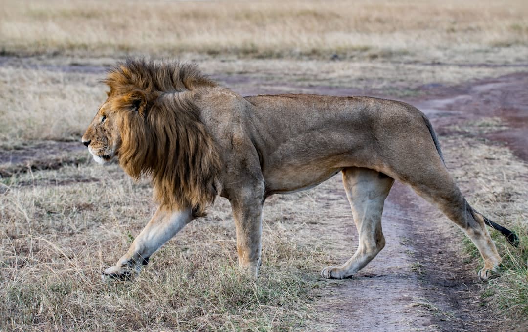 Lion Conservation in Burundi (2026) — Status & Threats