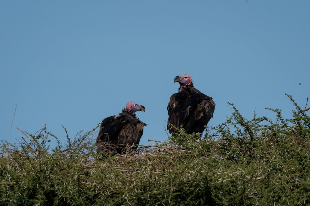 Vulture Conservation in Burundi (2026): Status & Threats