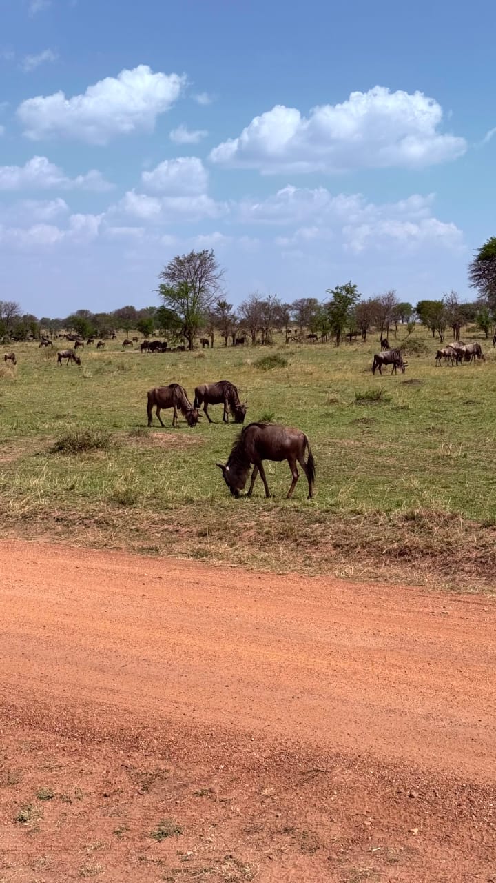 4天 Tarangire、Ngorongoro 与 Ndutu 产羔季之旅