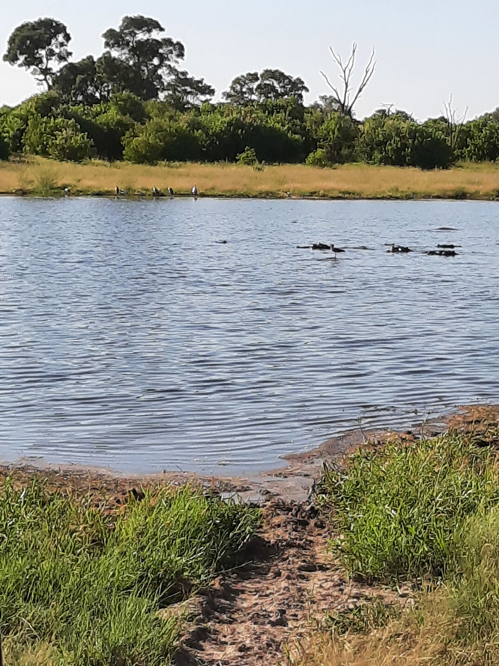 14天 Botswana Safari：Savuti、Chobe 与 Moremi