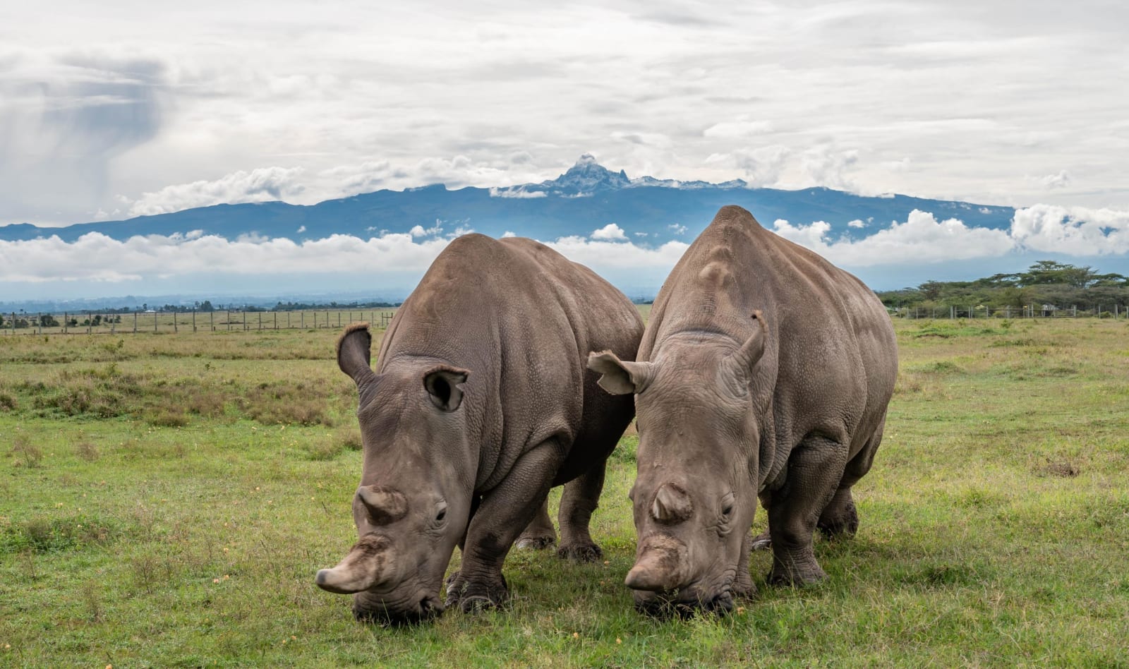 4天肯尼亚 Ol Pejeta 与 Samburu 野生动物 safari