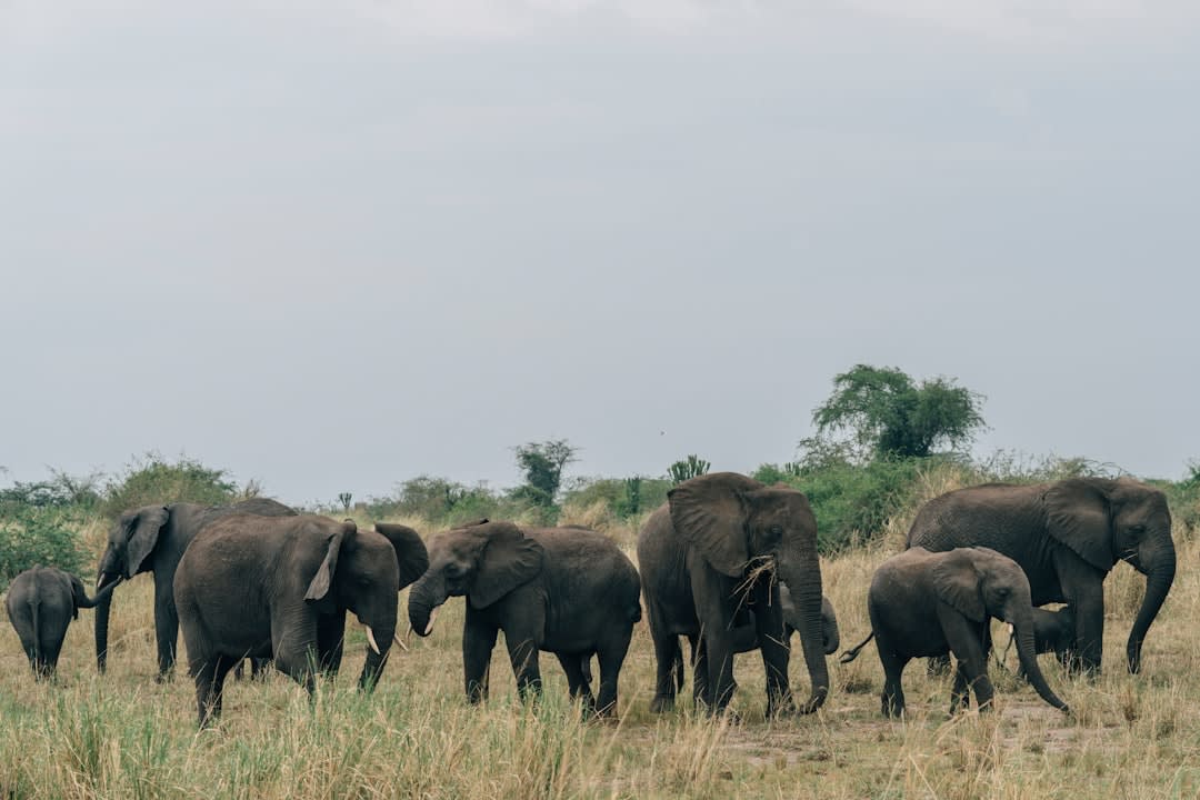 4-Day Lake Mburo Safari Itinerary 2027: Prices & Route