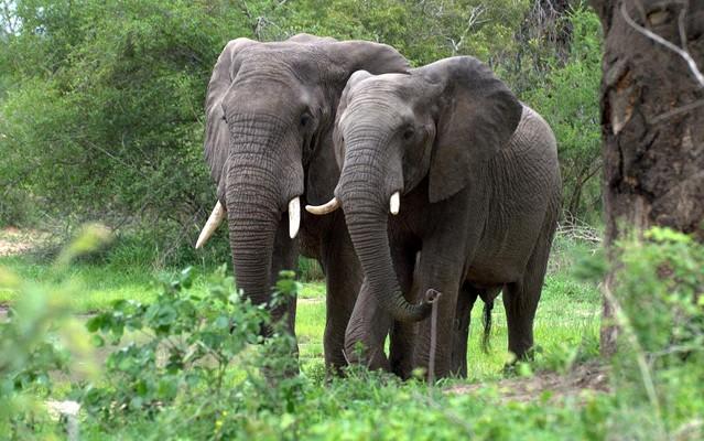 10天肯尼亚 safari：从Amboseli到Maasai Mara