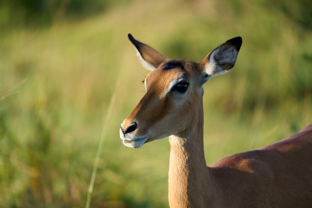 Lake Bunyonyi Safari Packages 2027: Island Tours & Booking Prices