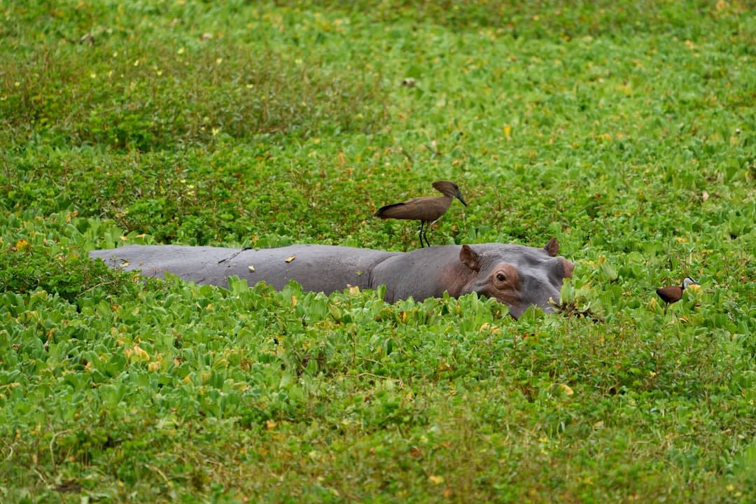 Bangweulu Wetlands Safari Packages 2027: Prices and Access