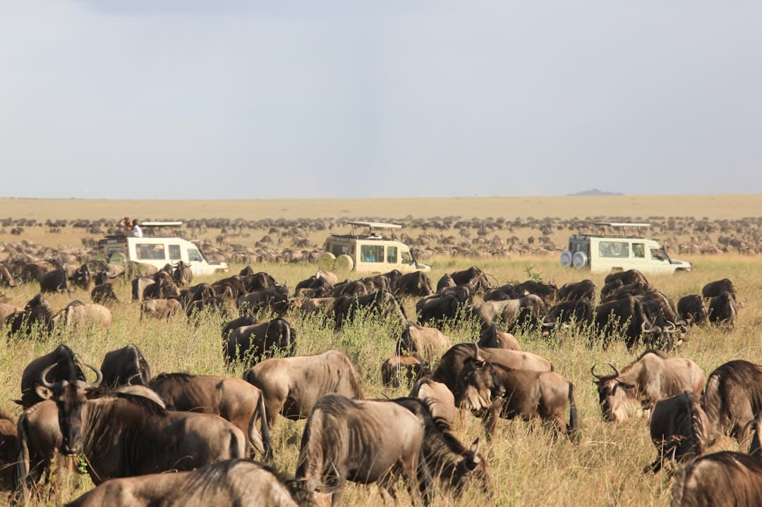 Tanzania Safari Cost 2027: What $2,000, $4,000 Covers