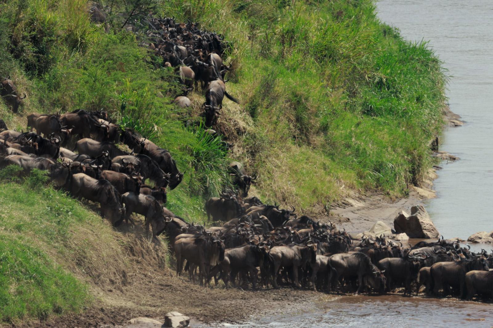5天飞行 safari：Great Migration 与 Ngorongoro 之旅
