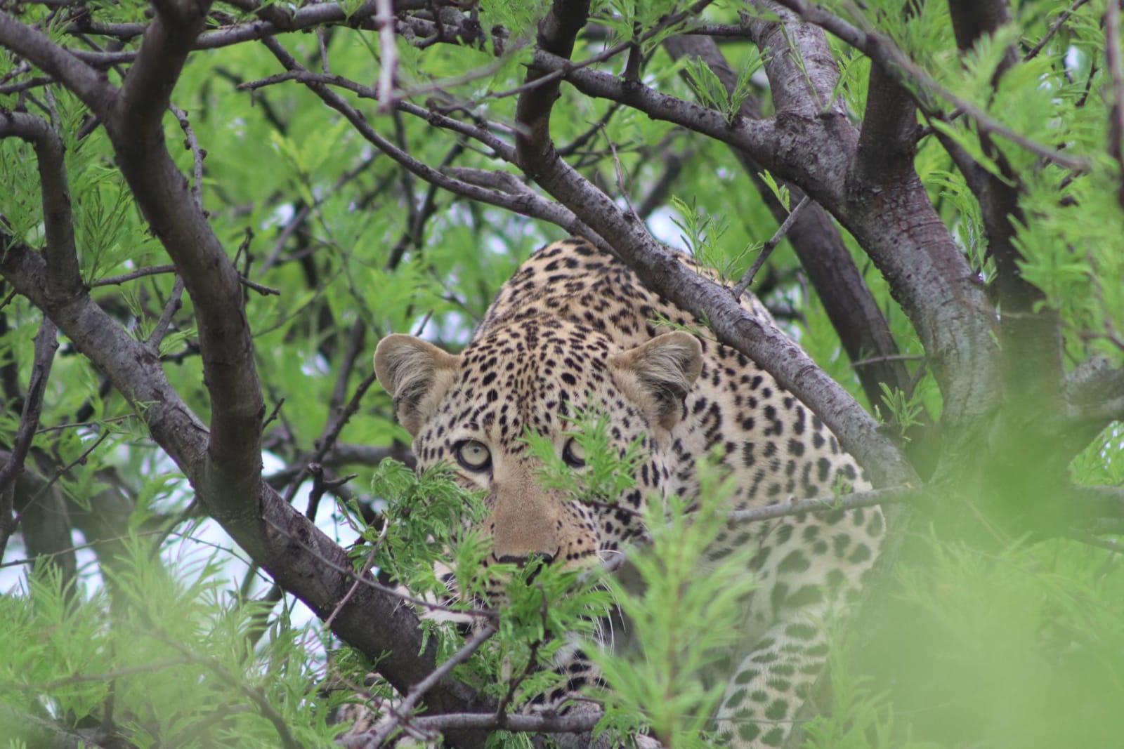3-Day Kenya Best Value Group Safari