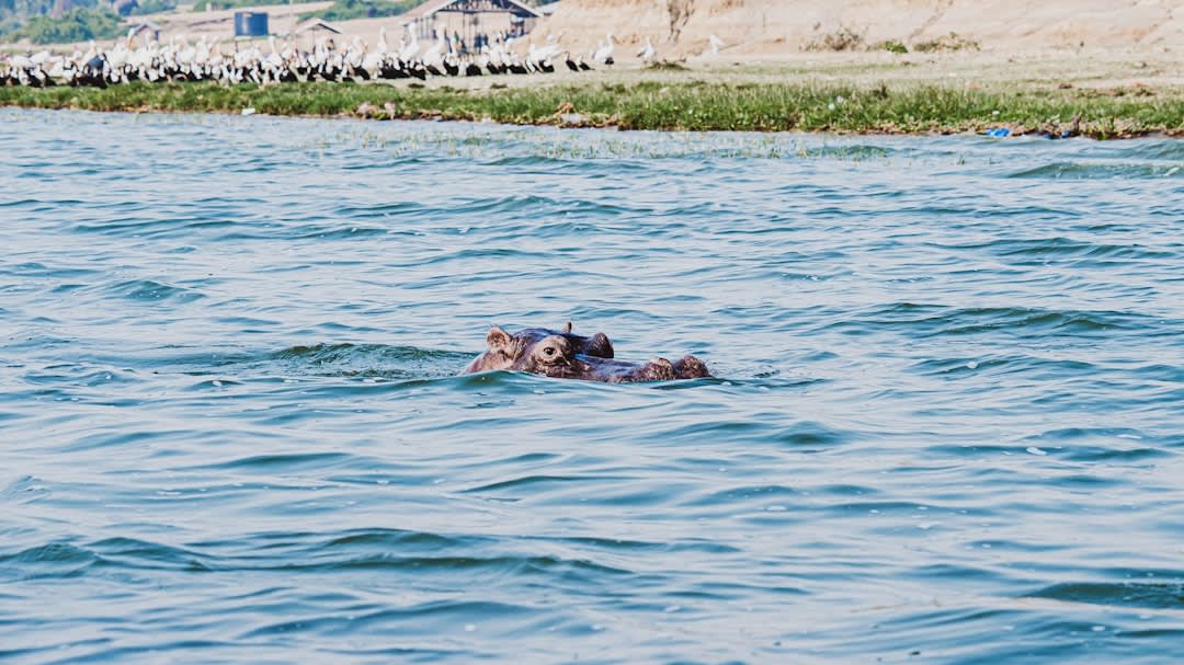 Lake Victoria Snorkeling Packages 2027: Prices & Booking