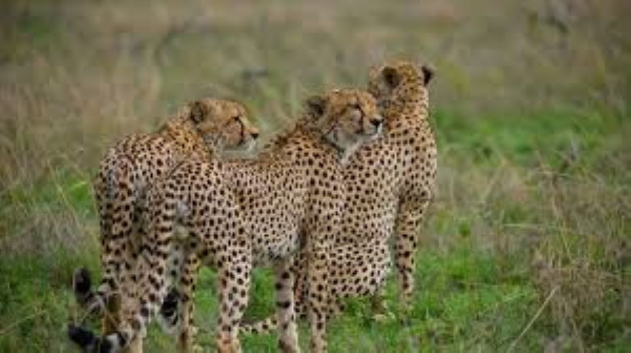 3天 Serengeti 和 Ngorongoro Crater 野生动物 safari