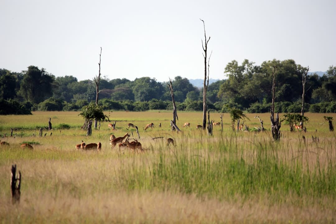 2027 Lusaka Day Trips: Safari Prices, Routes and Hotels