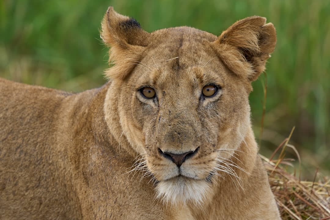 Kafue National Park Safari Packages 2027: When to Book