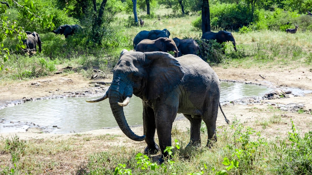 Majete Wildlife Reserve 3-Day Safari Prices and Itinerary 2027
