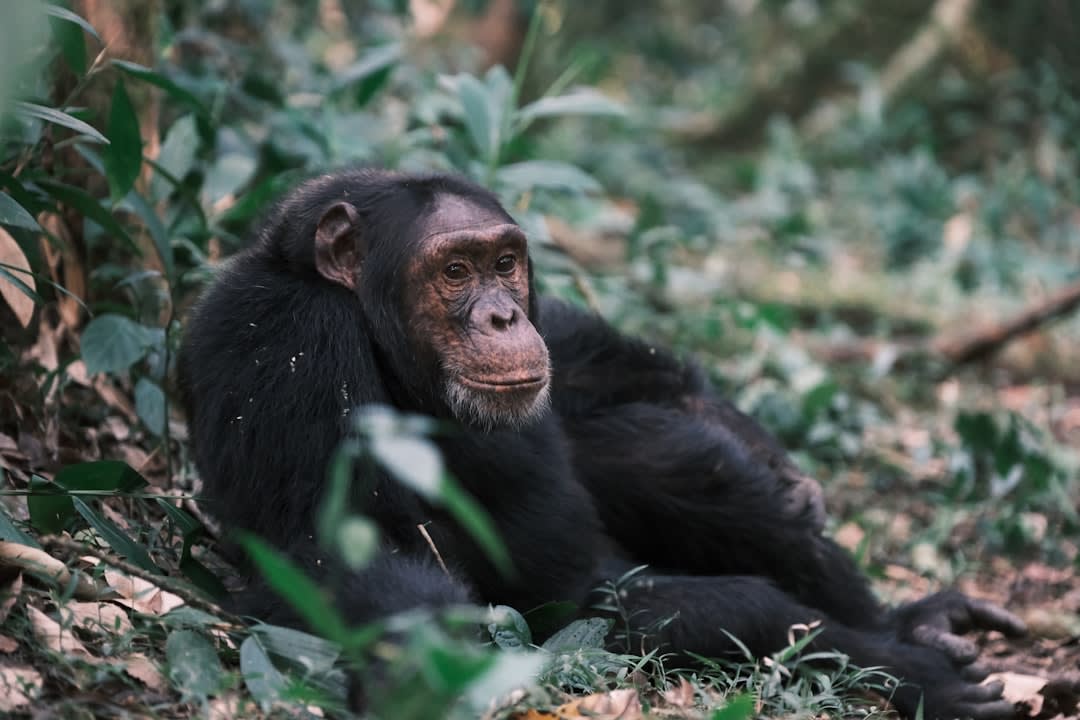 Kibale Chimp Trekking Prices 2027: Permits and Packages
