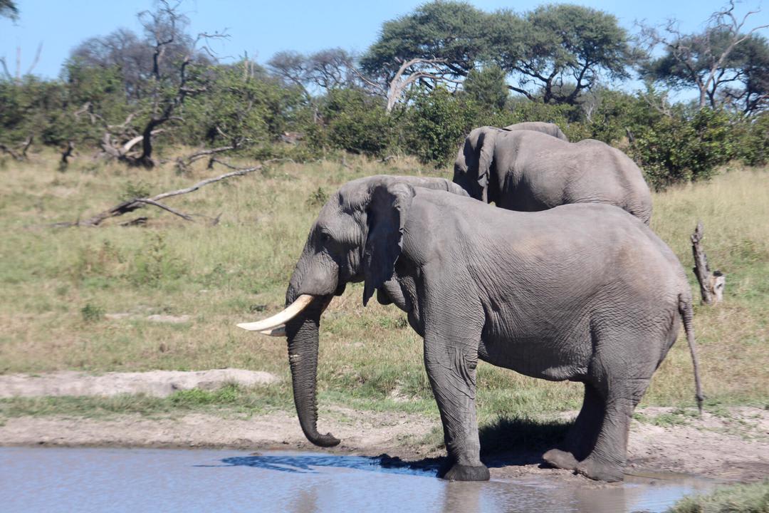 4天 Botswana Moremi & Xini Lagoon Safari