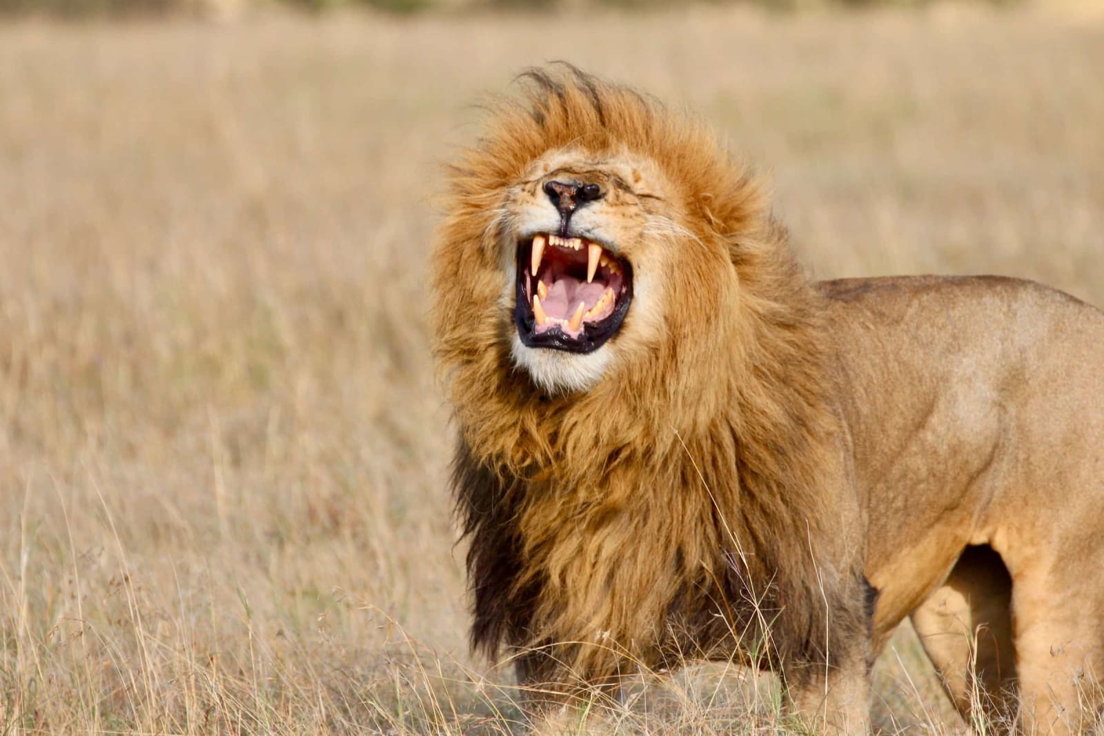 6天 Kenya Amboseli、Lake Naivasha 和 Mara Safari
