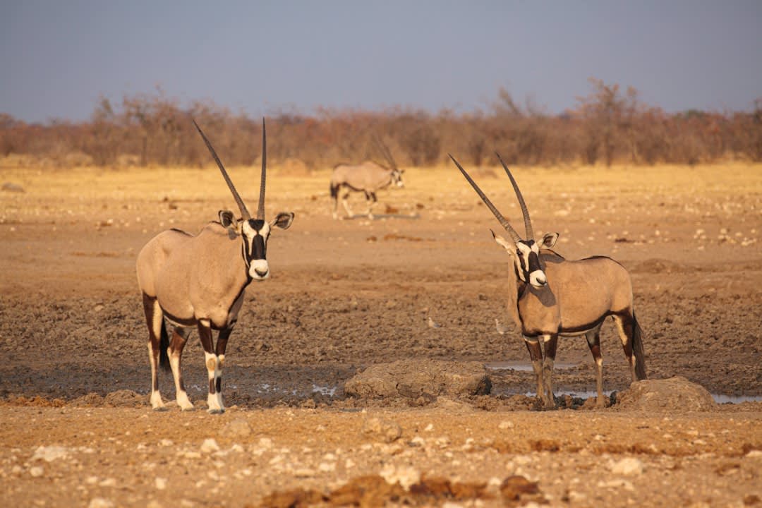 Etosha Safari Packages 2027: Fees, Prices and How to Book