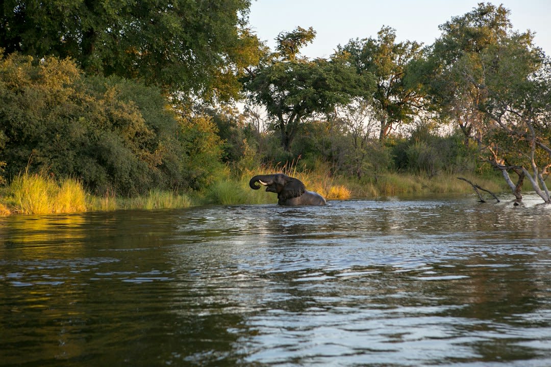 Zambia Safari Packages Under $2,000: What You Get in 2027